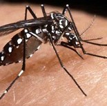 dengue dengue